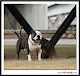 Busco Cachorros Pitbull De Buena Estructura