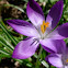 Crocus