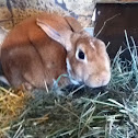 Bunny