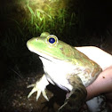 American Bullfrog