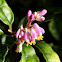 Polygala crassiuscula