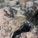Horned Lark (Juvenile)