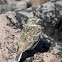 Horned Lark (Juvenile)