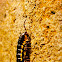 yellow millipede