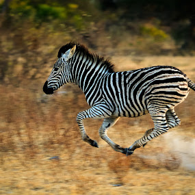 Smoking fast by Gorazd Golob - Animals Other Mammals
