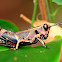 Grasshopper