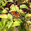Monarch butterfly