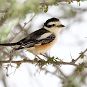 Masked Shrike (male)