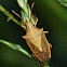 Rice stink bug