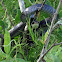 Black Racer