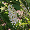 Black Cherry Tree
