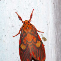 Erebidae, Arctiinae