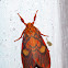 Erebidae, Arctiinae