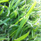 Grass