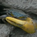 crab