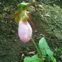 Ladyslipper