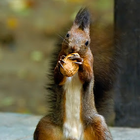 Catch by Gabriel Catalin - Animals Other Mammals ( squirrels )