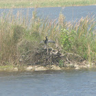 Anhinga