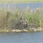 Anhinga