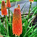 Red Hot Pokers