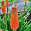 Red Hot Pokers