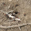 Ants