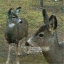 Mule Deer
