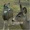 Mule Deer