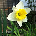 Daffodil