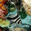 Spotted Drum Fish