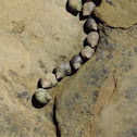 Periwinkles