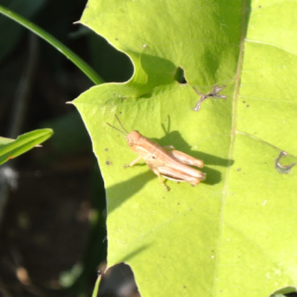 Spotting Image 1
