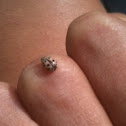 Oenopia conglobata