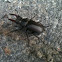 Jelenak obicni (stag beetle)