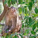 Long-tailed macaque