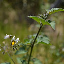 Unknown Flower