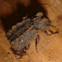 Forked Fungus Beetle