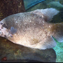 Giant gourami
