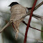 Grey Fantail