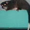 Ring-tailed possum