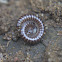 Unknown Millipede