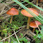 Leratiomyces ceres