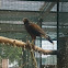 Harris's Hawk