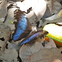 butterflie