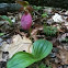 Pink lady slipper orchid