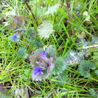 Ground Ivy