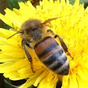 bee