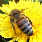 bee