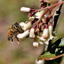Honeybee