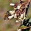 Honeybee